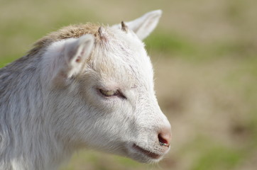 山羊の赤ちゃん