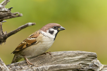 Feldsperling
