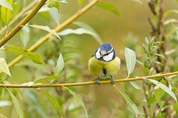 Blaumeise