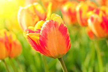 Red beautiful tulips