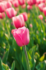 Pink beautiful tulips