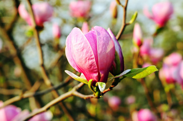 Magnolia flowers