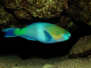 Parrotfish