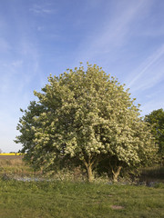 whitebeam tree