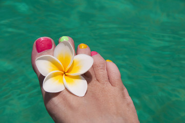 Pied de femme, fleur de frangipanier et piscine