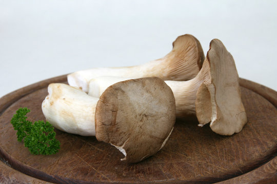 Saitlinge Pilze