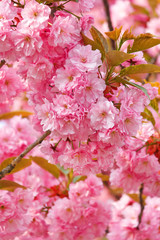 Japanese cherry with blossom