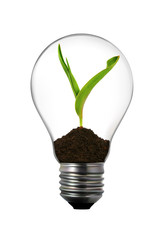 light bulb with green plant inside