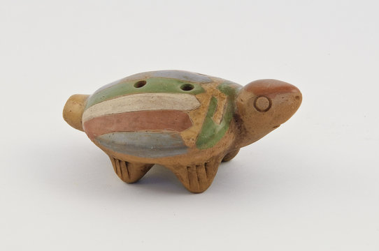 Pipeau tortue indien