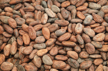 Fèves de cacao