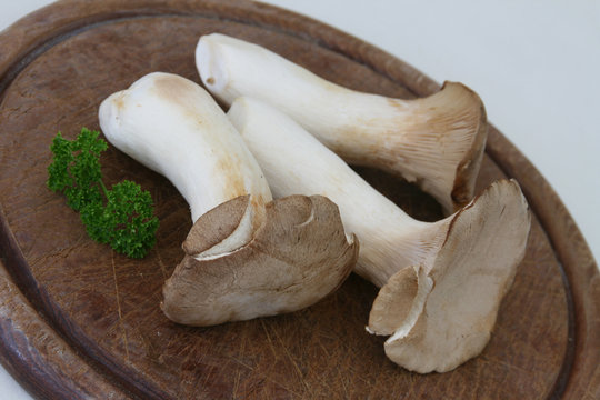 Pilze