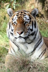 Plakat Portret Tiger