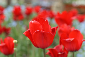 Obraz premium red tulips