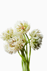 Fototapeta premium clover_50