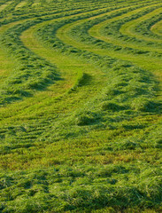 Close-up of fresh spring green grass