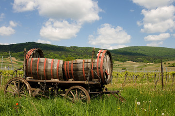Obraz premium Weinberg