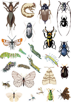 twenty five color insects collection
