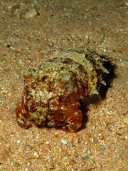 Hooded Cuttlefish (Sepia prashadi)