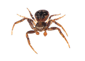 isolated black and brown spider