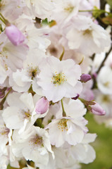 Cerisier en fleurs