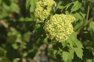 Hortensia