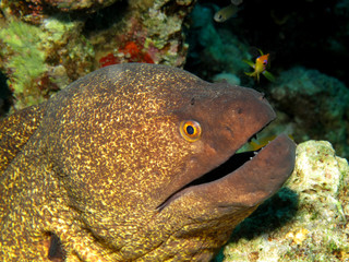 Yellowmargin moray (Gymnothorax flavimarginatus)