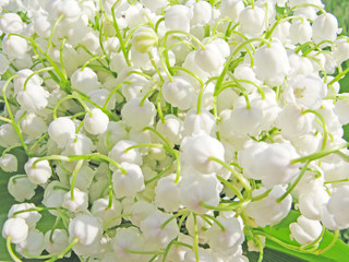lily of the valley floral background