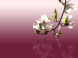 Fototapeta premium Magnolienblüte