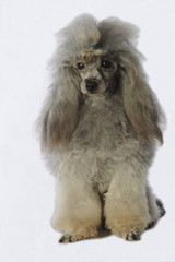 caniche gris immobile