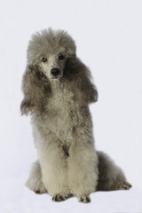 caniche gris assis mais penché