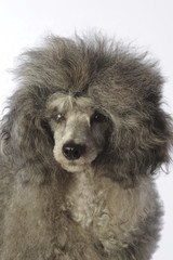 caniche coiffé comme Einstein