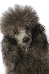 portrait d'un caniche gris