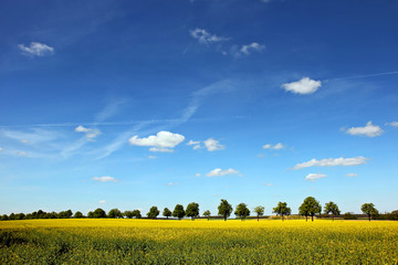 Rapsfelder und Bäume