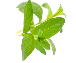 mint leaves © ksena32