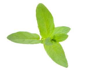 mint leaves © ksena32