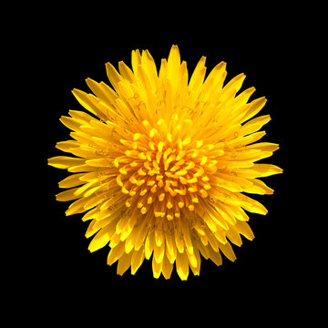 Yellow flower of dandelion isolated on black background