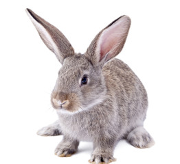 rabbit