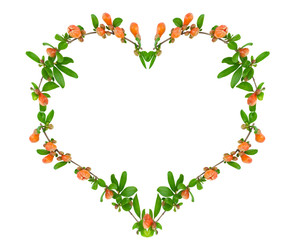 Heart of the leaves and flowers of pomegranate tree