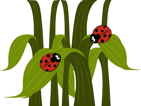 Ladybird couple