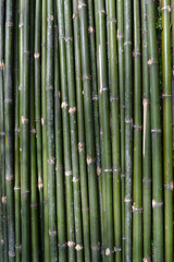 Green bamboo strip as background.
