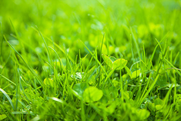 Green grass, shallow depth of field