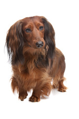 standard long haired Dachshund