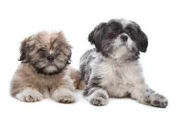 Lhaso apso and a shih tzu