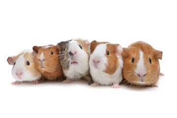 five guinea pigs - 32086888