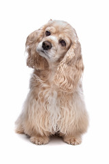 American Cocker Spaniel