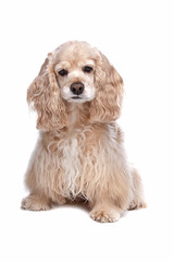 American Cocker Spaniel