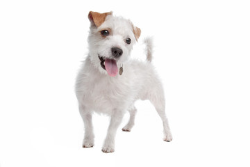 Jack Russel Terrier dog