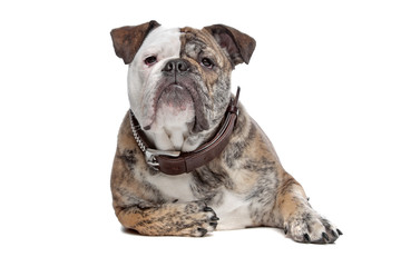 English bulldog