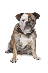 English bulldog