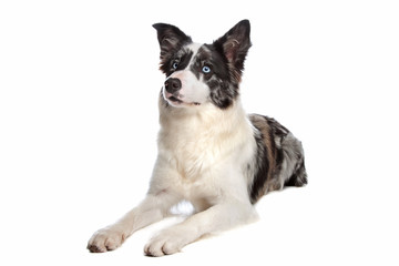 Border Collie sheepdog